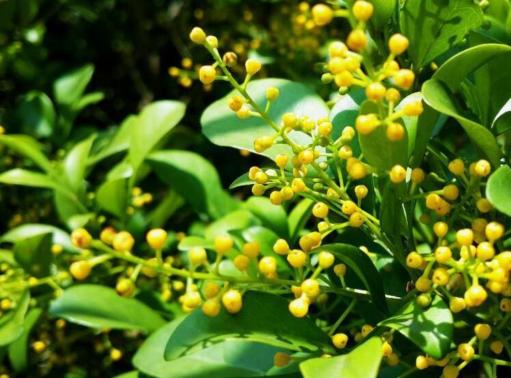 想要米兰长的好，开花香一定要注意这4点！ - 知乎