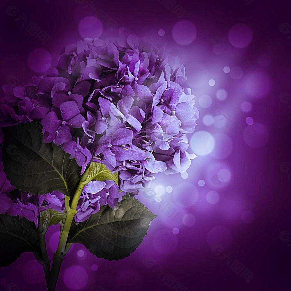 优雅浪漫的橘句子紫色系ins