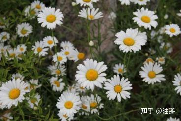 油掰知乎记24 知乎