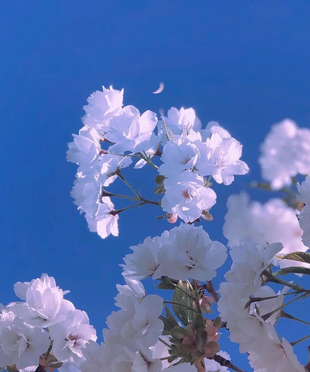 有没有这样关于玫瑰花的微信背景图或者有意境的文字背景图? - 知乎