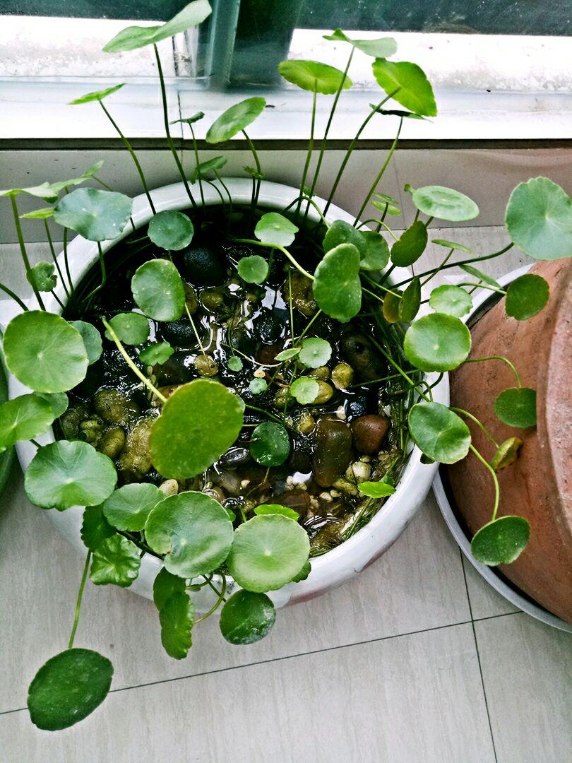 铜钱草阳台盆栽