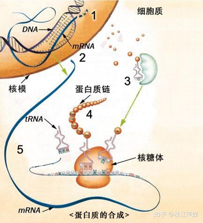 基因表达框图片