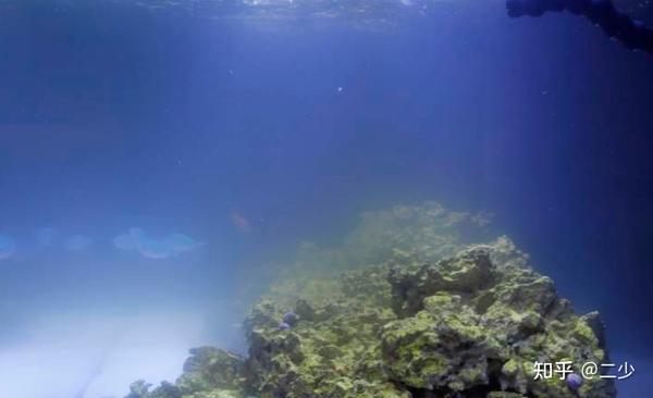 养短鲷水混浊_慈鲷可以和龙纹短鲷一起养吗_三线短鲷好养