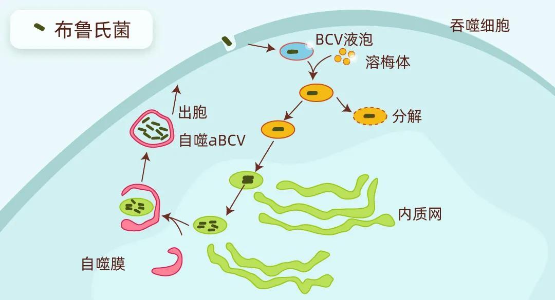 contractile vacuole图片