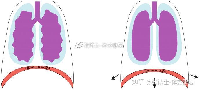 横隔膜大全 横隔膜- A+医学百科