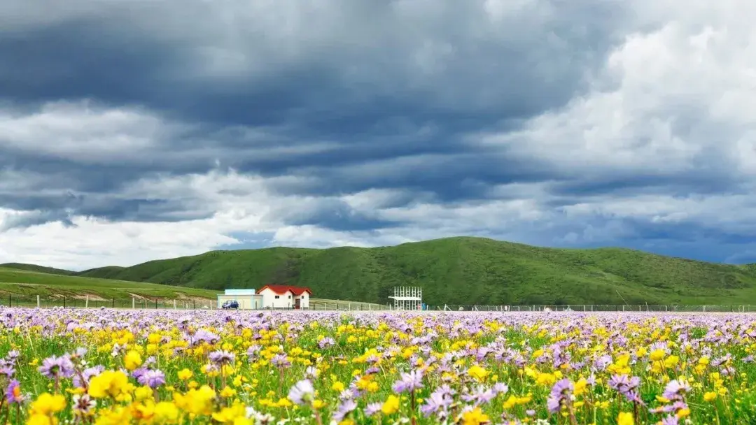 毛垭大草原和塔公草原,但阿坝州有若尔盖草原,红原草原,俄么塘花海