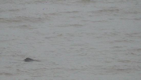 惊喜 南京长江江面出现数头幼江豚探头露笑脸 知乎