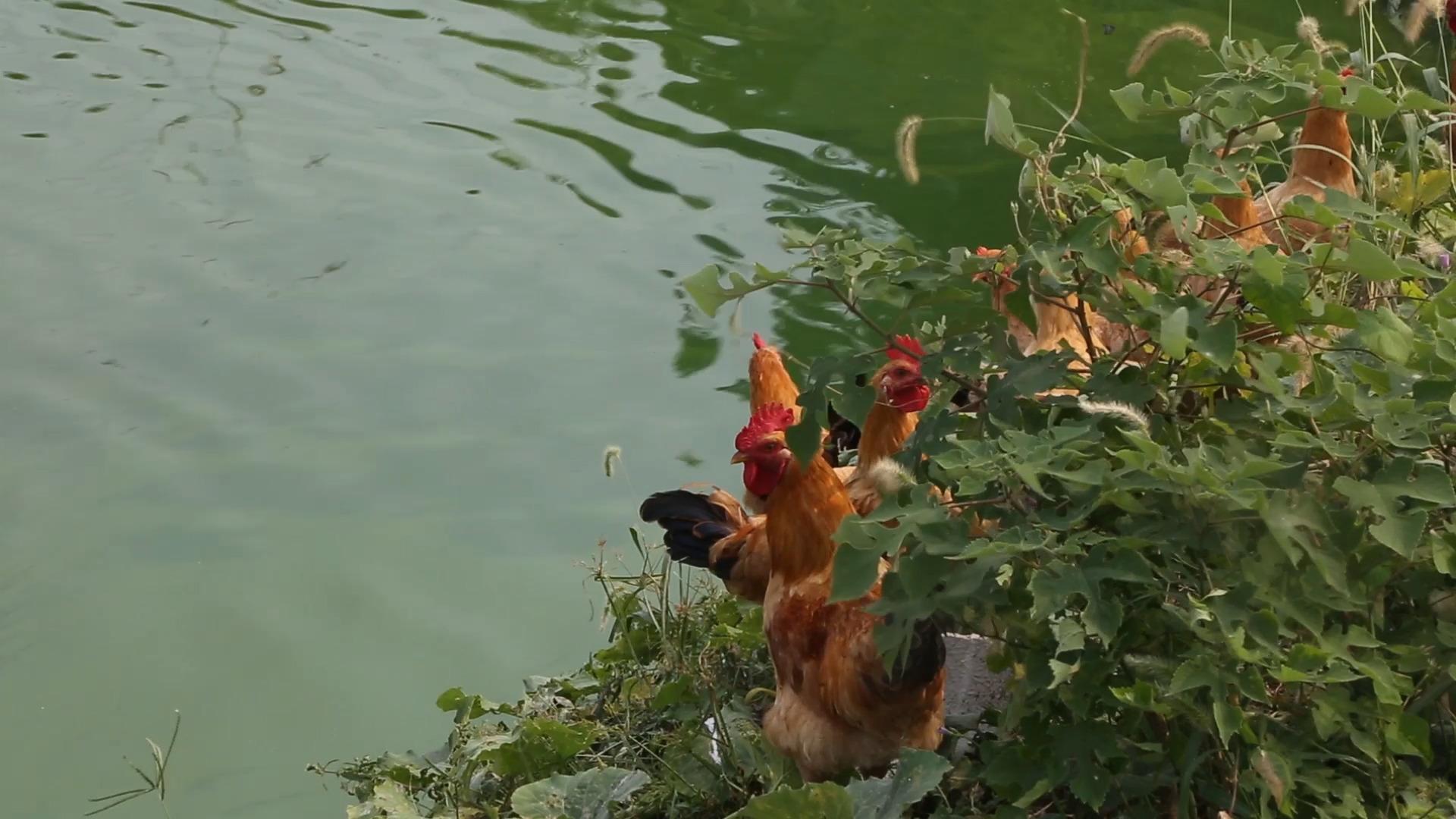 怎样才能不长绿藻 v2-552eb56cd0c9b6ffb37ace3150f9b444.jpeg