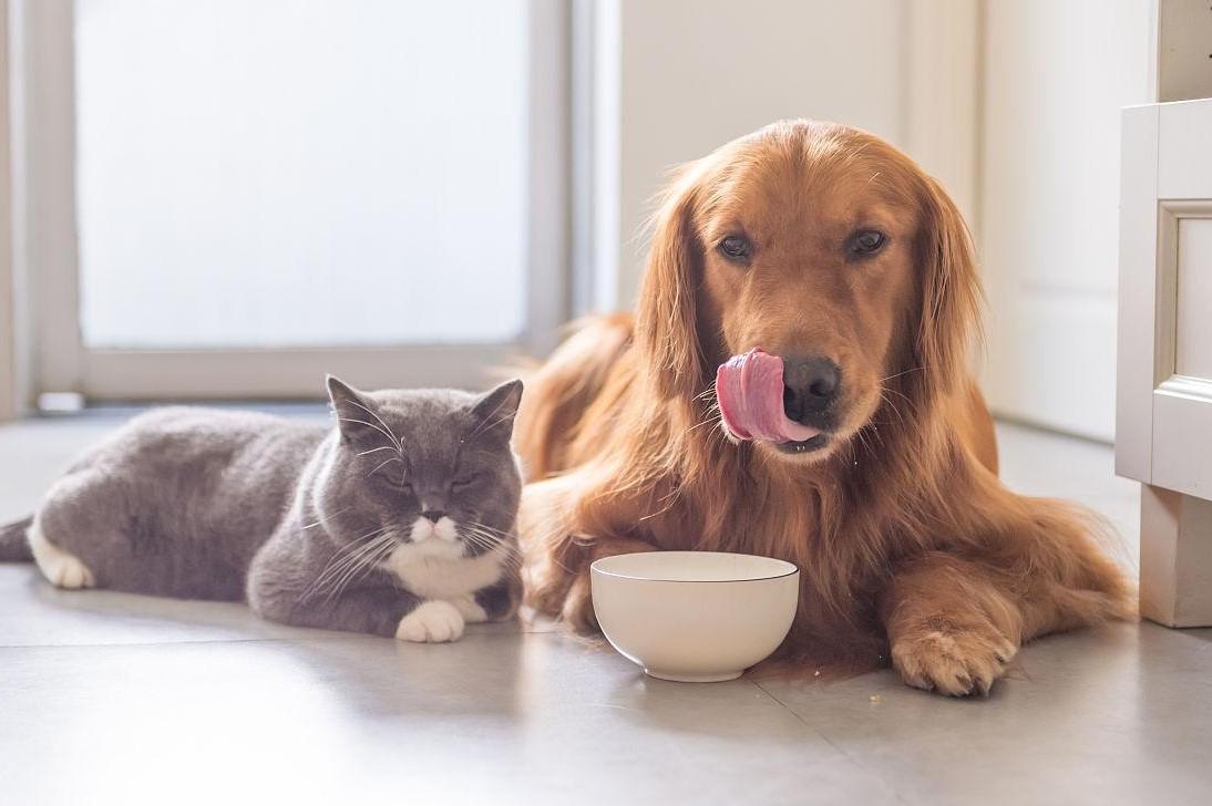 猫爱吃甜食吗 v2-553328ccff060ee513fb801e3906719e_r.jpg