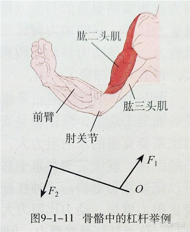 当手握住拳头或者物体向上运动时,上臂的肱三头肌会伸展开来,肱二头肌