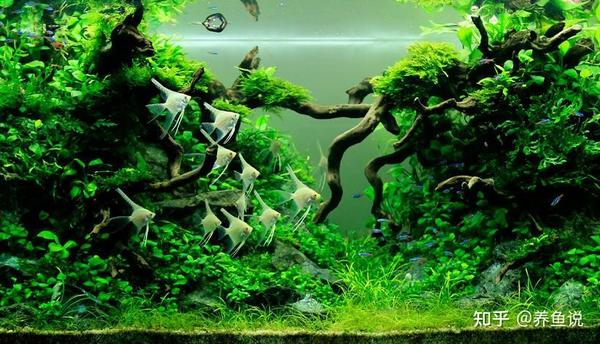 养鱼新手闭着眼也能养活的水草 给大家列了5种 第1种养不死的 知乎