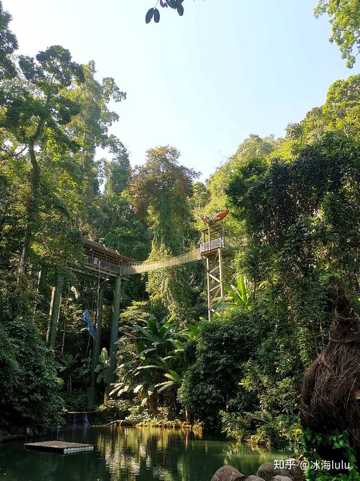 进入望天树景区,有热带雨林和植物花卉两条线路,无论先走哪一条都能把
