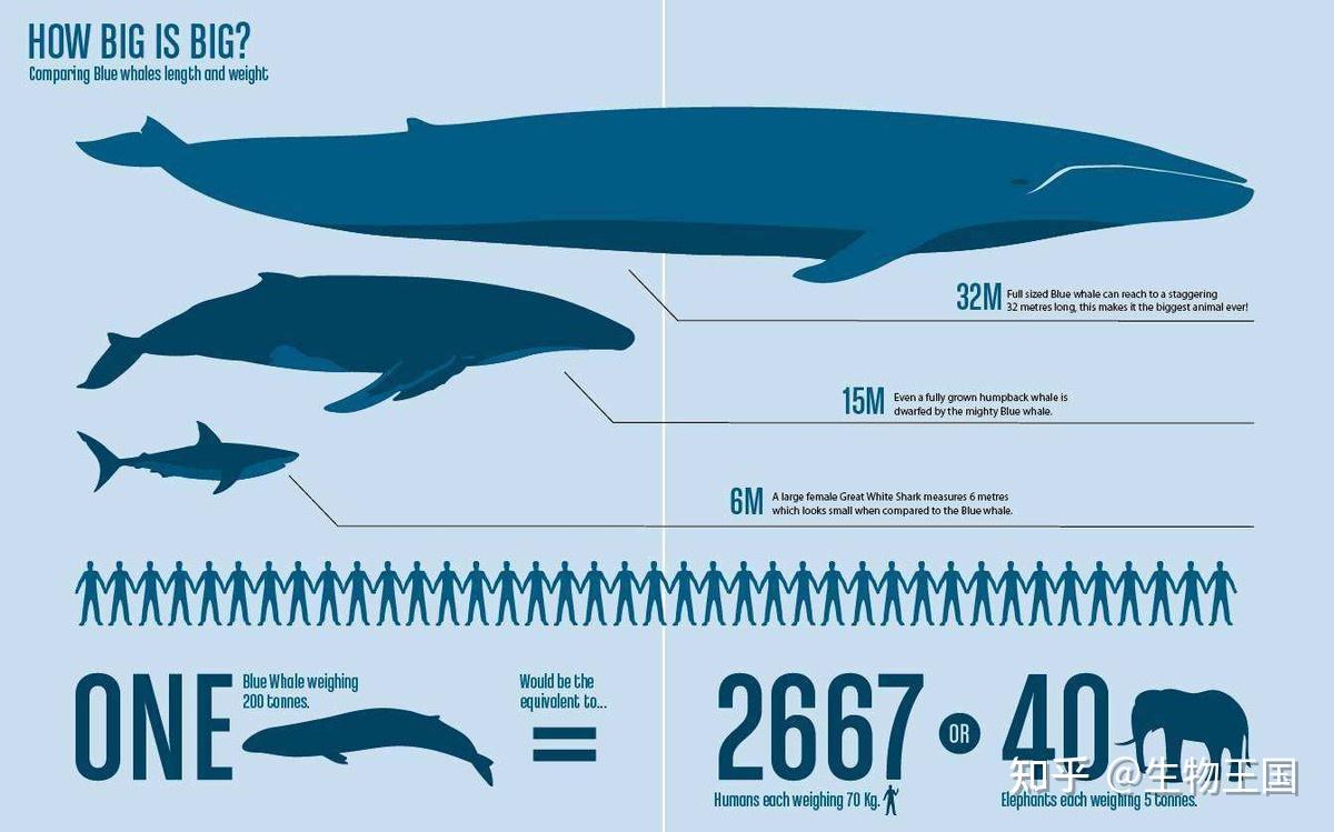 自然界太残忍！鲸鱼不会自然死亡，竟然是被活活淹死的? - 知乎