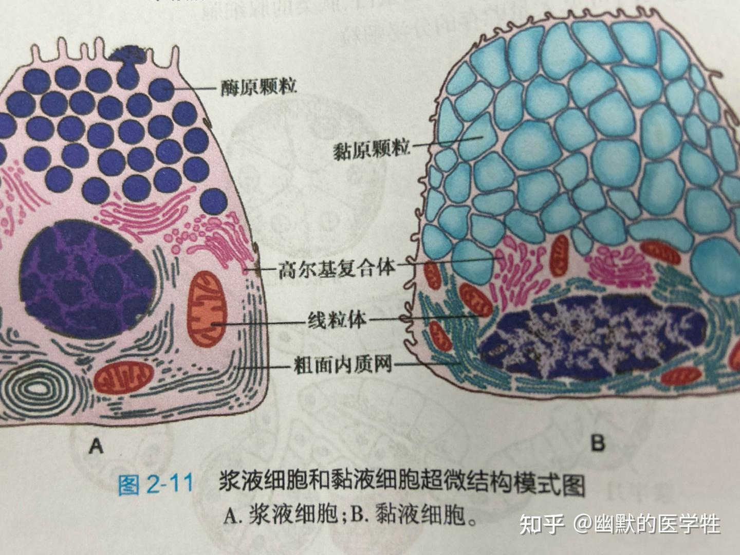 组织学与胚胎学 第二章上皮组织 - 知乎