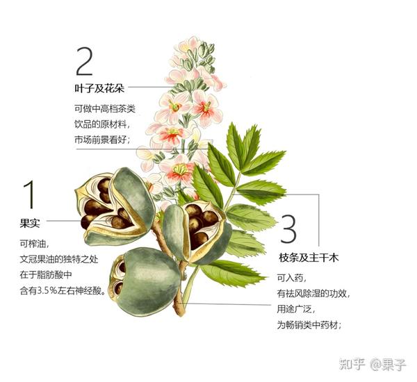 全身是宝,健康益脑,发展潜力极大的文冠果 - 知乎