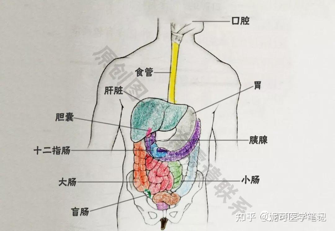 肠腺在哪里图片图片
