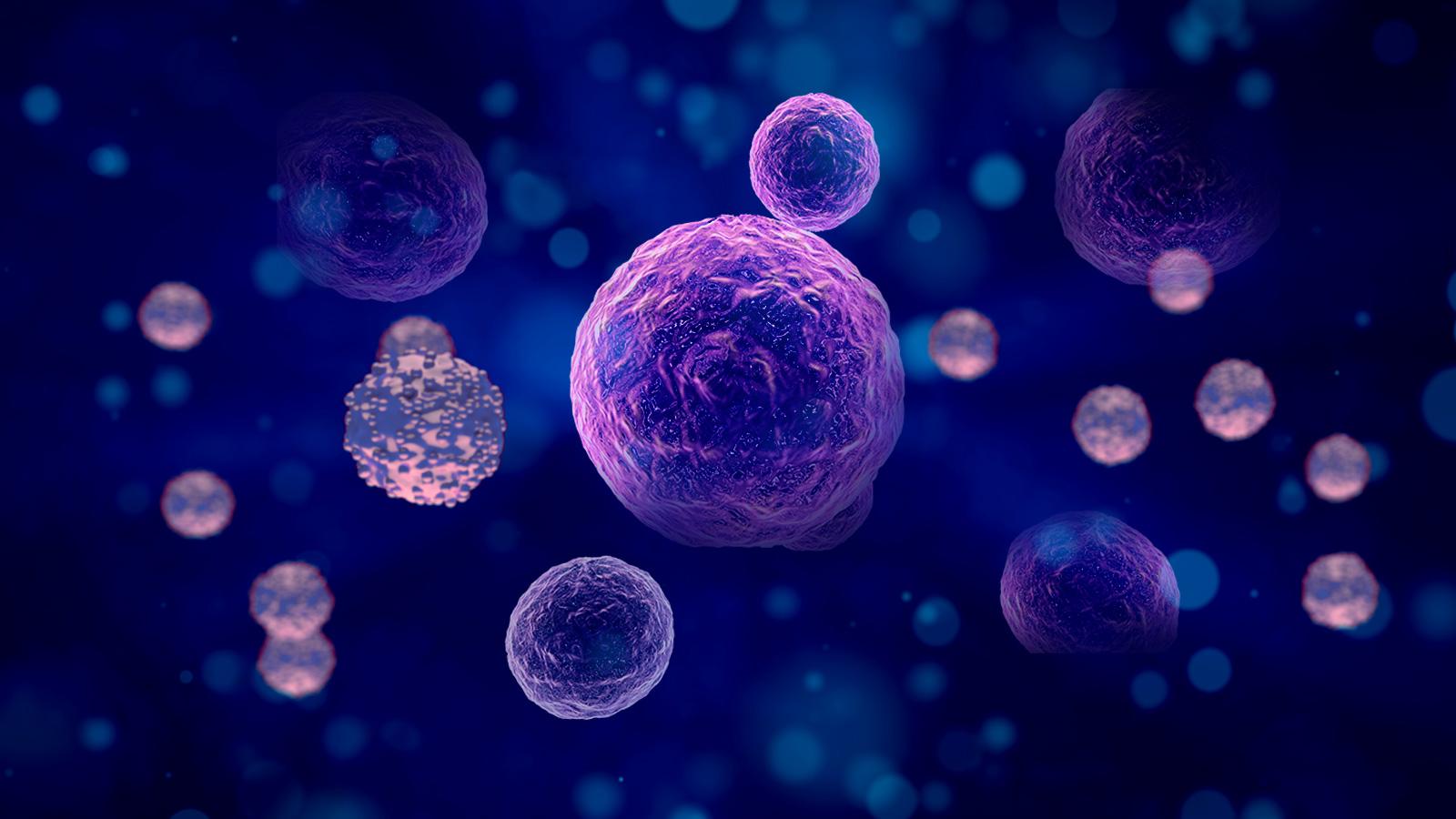 干细胞抗衰老四大机制