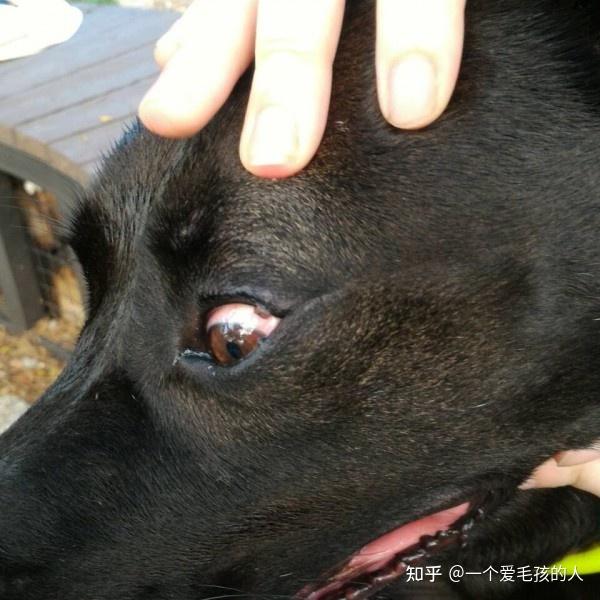 狗狗眼睑上长了个小疙瘩怎么治