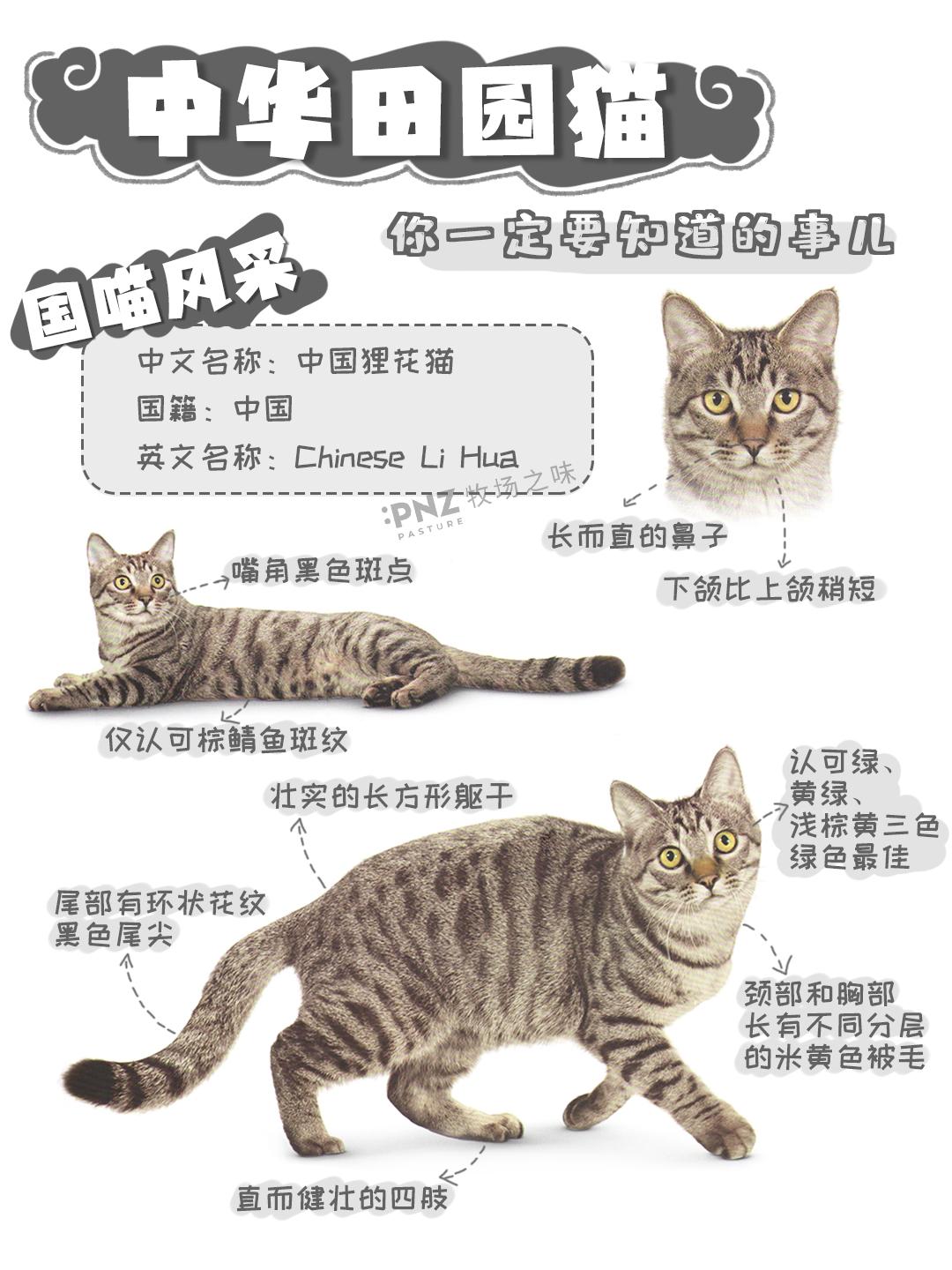 国喵风采——中华田园猫是一大家子- 知乎