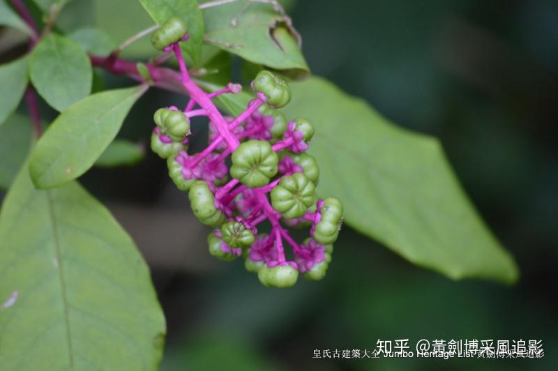 隐头花序代表植物图片