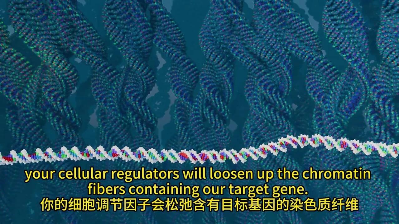 彻底解密DNA转录与mRNA剪接:动画揭秘生物学奥秘 - 知乎