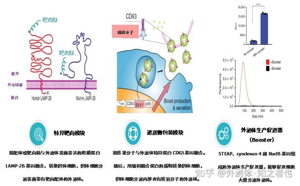 乾貨分享間充質幹細胞mscs工程化外泌體在疾病治療領域的應用和發展