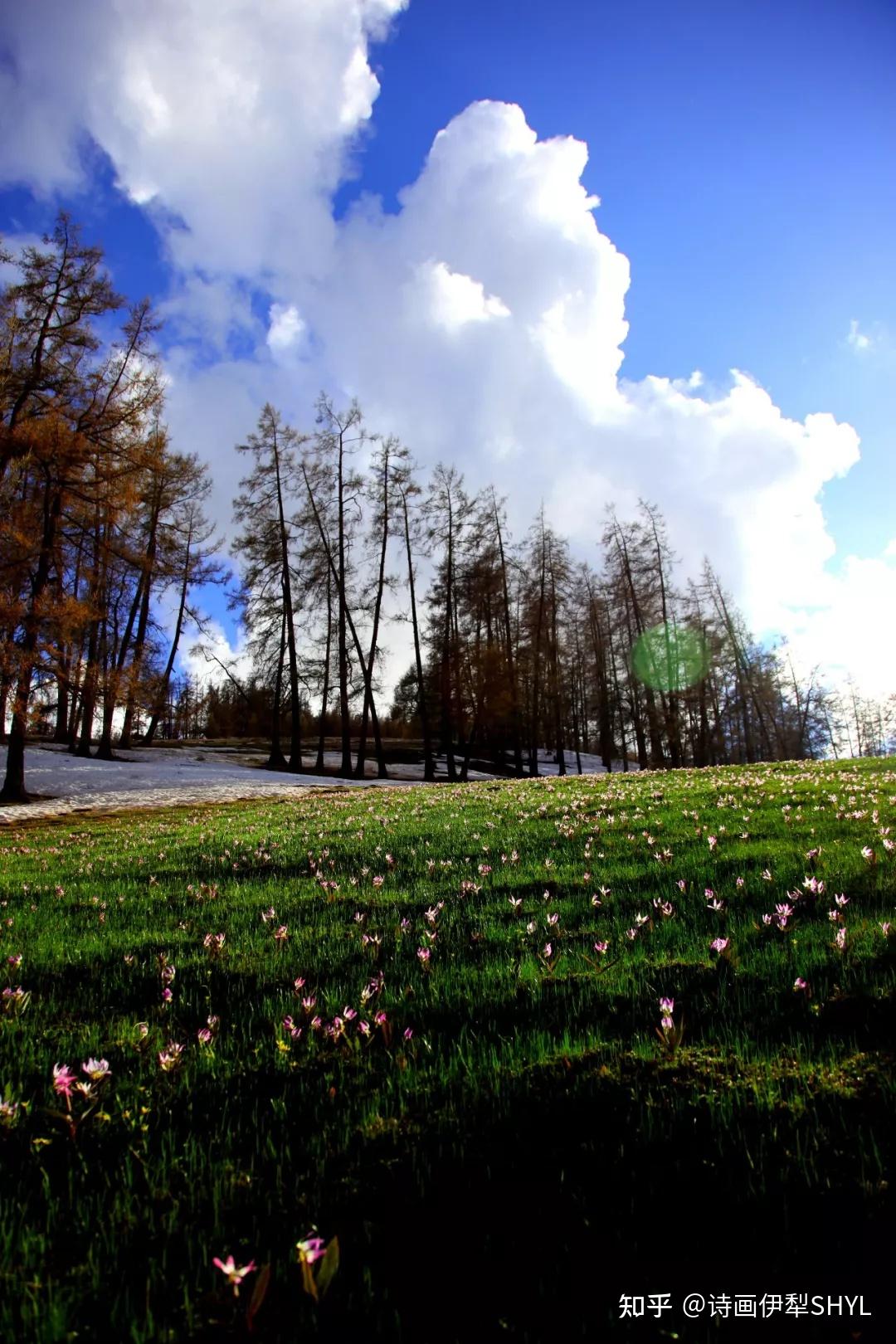 图组伊犁河谷的草原