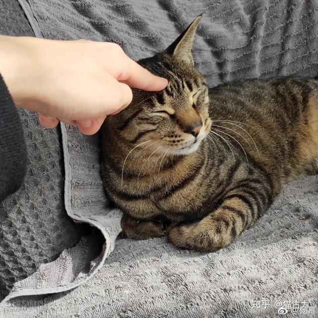 盘点来看看明星家都养什么猫