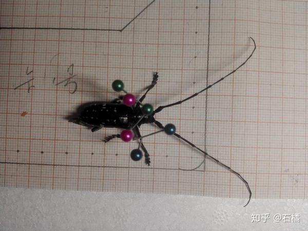 昆虫标本制作星天牛年7月14日记 昆虫标本制作天牛标本 百泓网 昆虫标本制作星天牛年7月14日记 昆虫标本制作天牛标本 百泓网