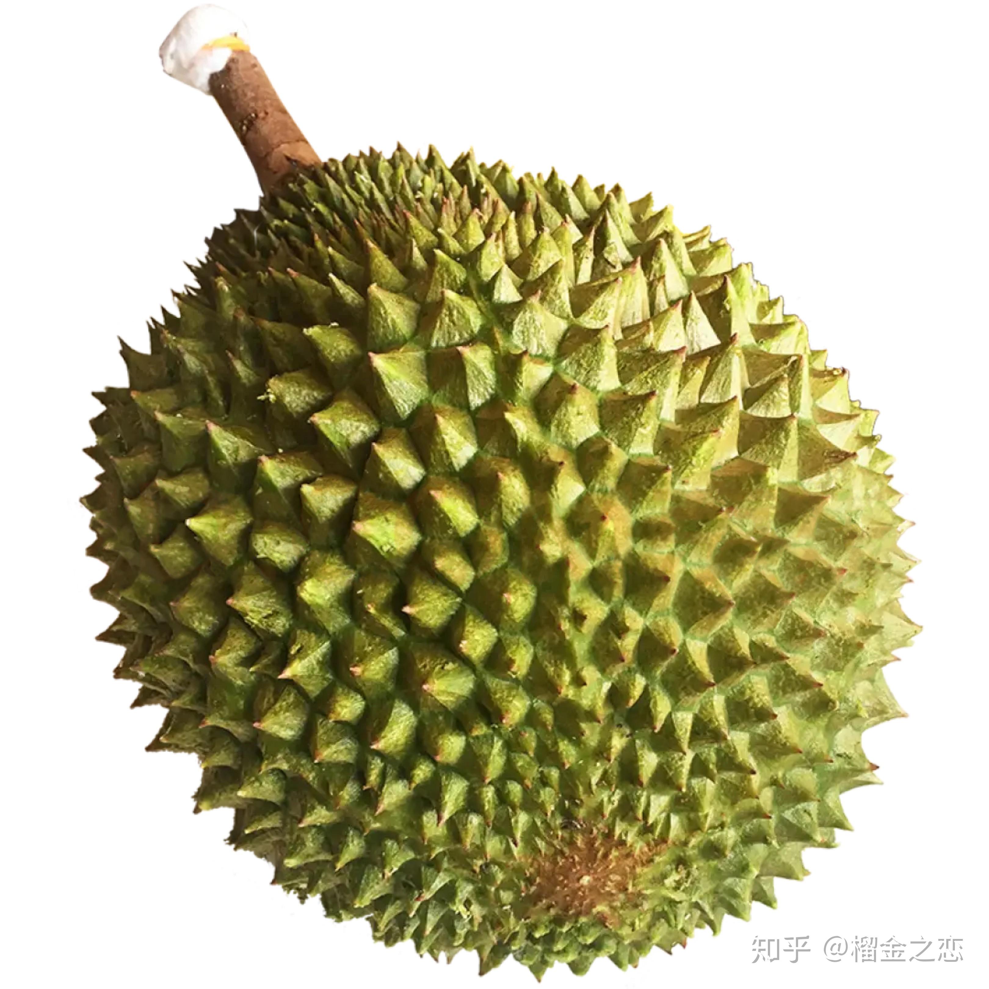 猫山王榴莲怎么开