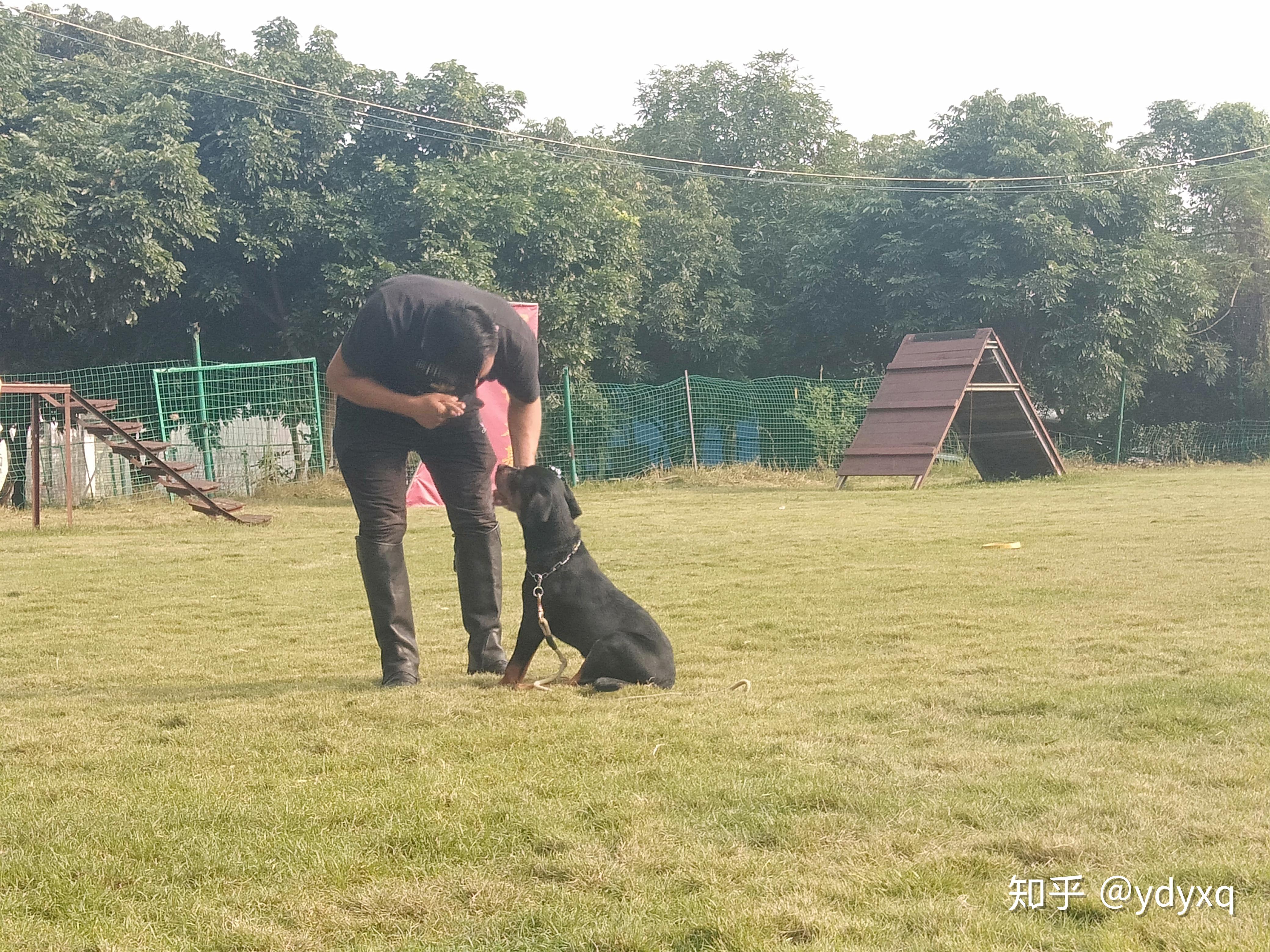 中山伊甸园训犬纠正狗狗各种坏习惯