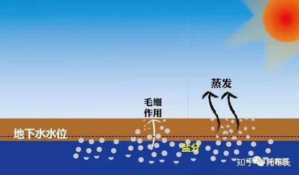 盐碱化的成因图片