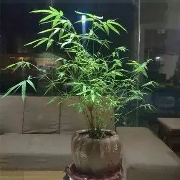 米竹的鉴赏与养护管理 知乎