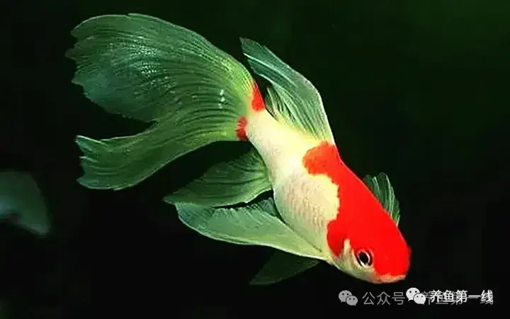 草金鱼(锦鲫)的硬鳞和软鳞 - 知乎