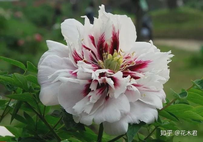 国家Ⅱ级珍稀濒危物种花色清雅的稷山牡丹矮牡丹