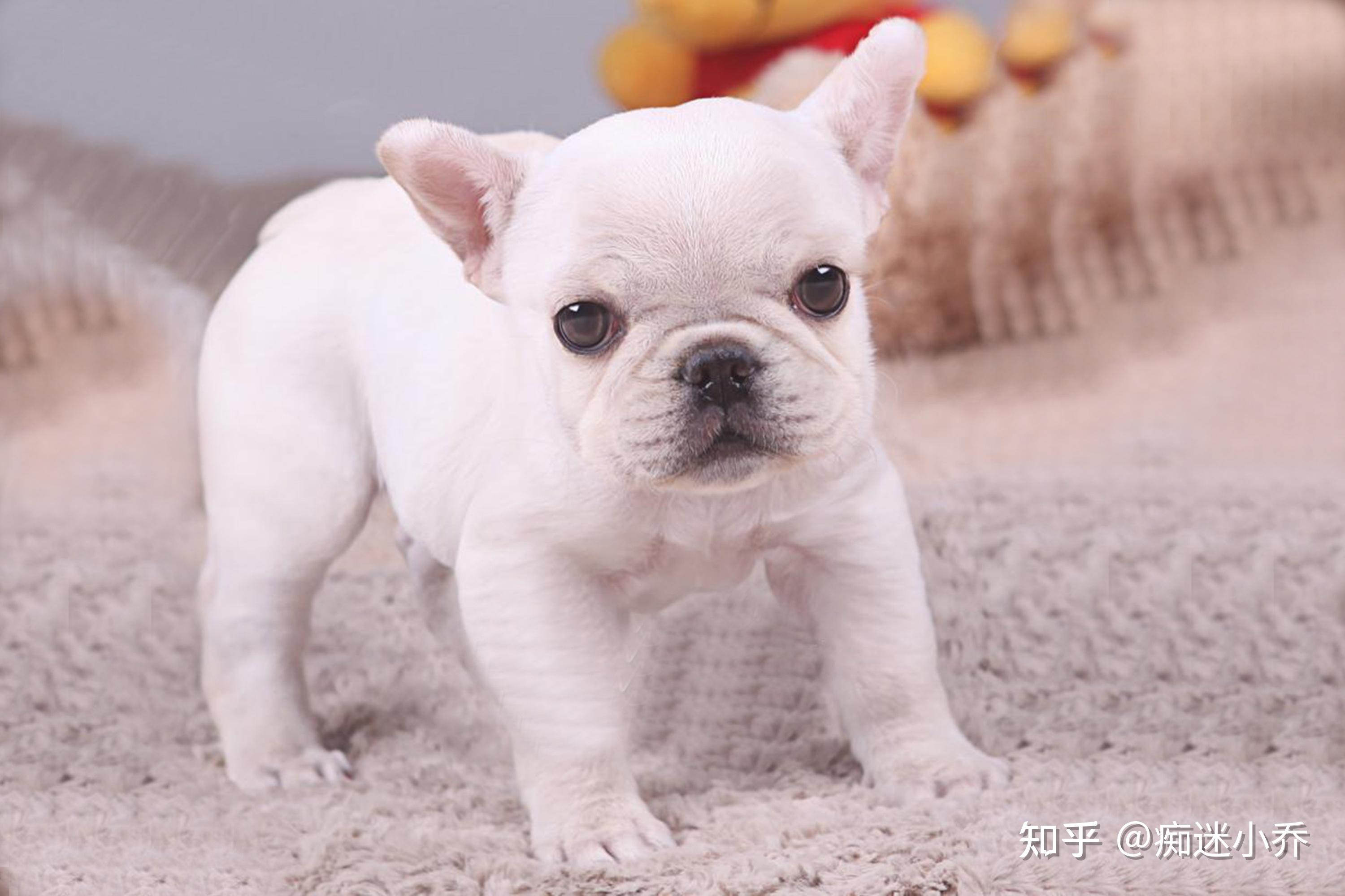 所以住在城市中的寵主們可以放心飼養法國鬥牛犬,日後也不用遭受人寵