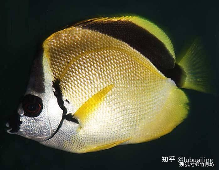johndrandallia nigrerostris (gill, 1862), a fish of the genus