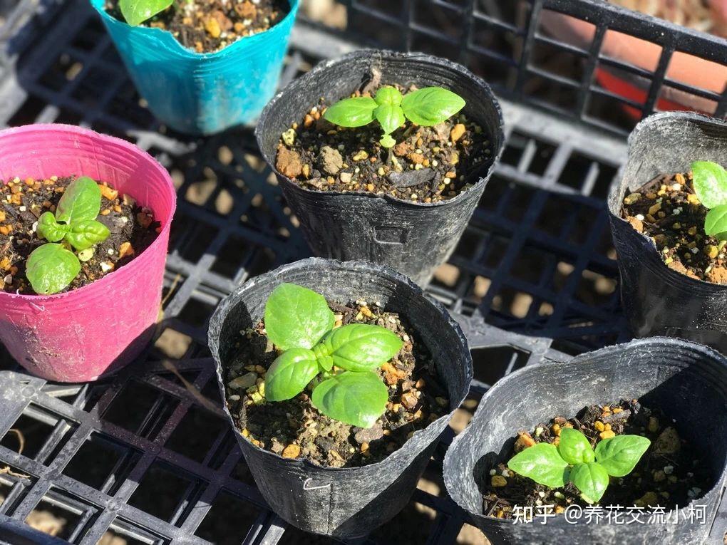 草本花卉新手播種指南提高種子發芽生根多看多實踐