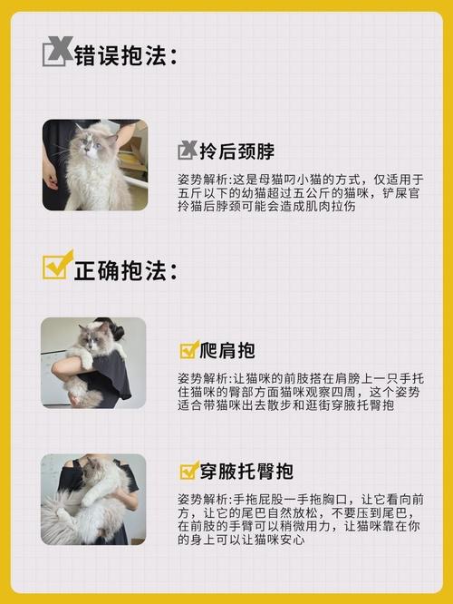 抱猫的正确姿势:如何保护你和猫咪的舒适与安全 - 知乎