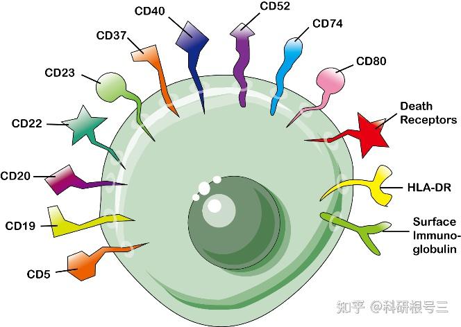 一文搞清用于各类细胞鉴定的CD分子（附CD1-CD371分子功能表） - 知乎