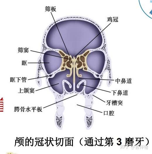 系统解剖学笔记1-颅骨 - 知乎