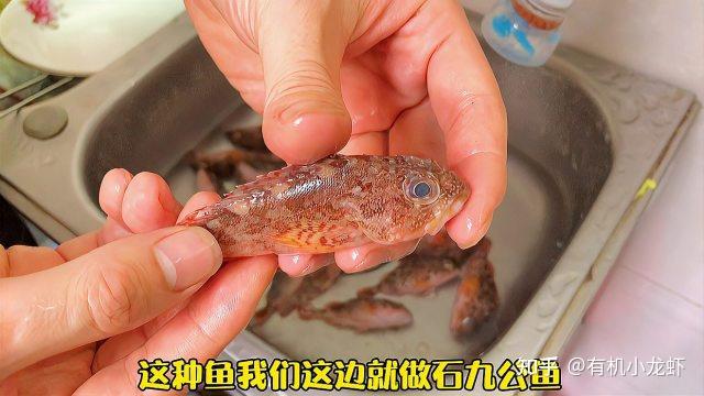 褐菖鲉 - 知乎