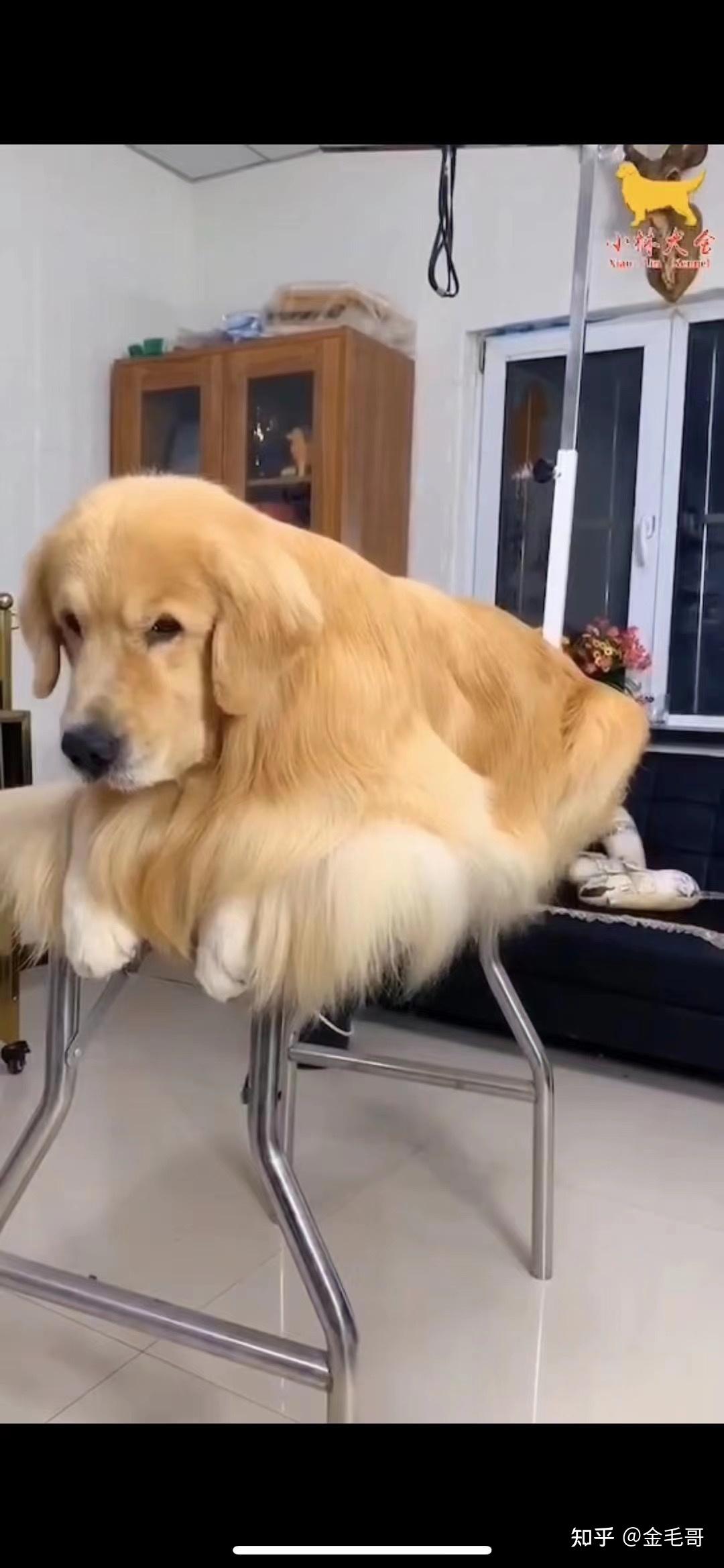 送给想养金毛,即将养金毛,不会养金毛的朋友 - 知乎