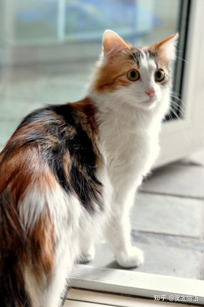 新手养猫之田园猫基本知识