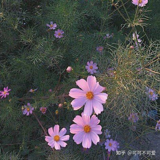 好听的文案温柔治愈(30句简单温柔治愈干净文案，快来收藏吧～)