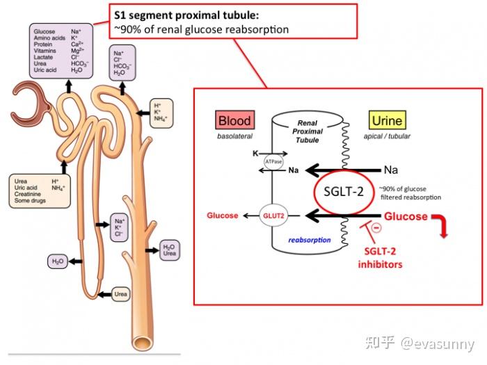 来自苹果树的馈赠——降糖药SGLT-2抑制剂 - 知乎