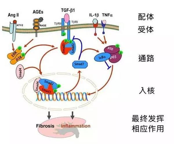 浅聊细胞外基质分解 - 知乎
