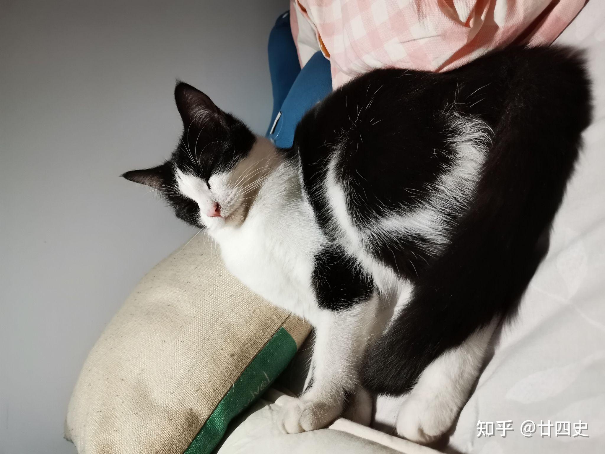 中华田园猫黑白条纹图片