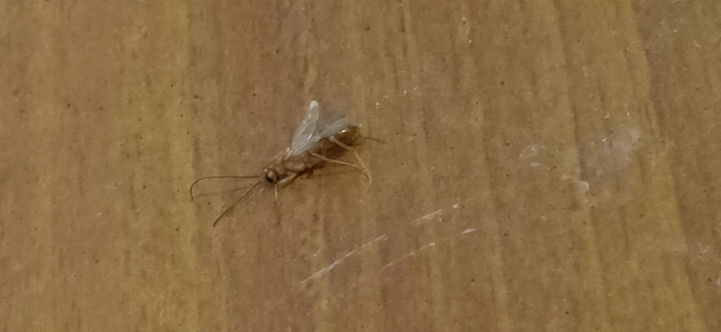 请问这是什么虫？像蚂蚁的身体，比蚂蚁大好多，黄色有翅膀。? - 知乎