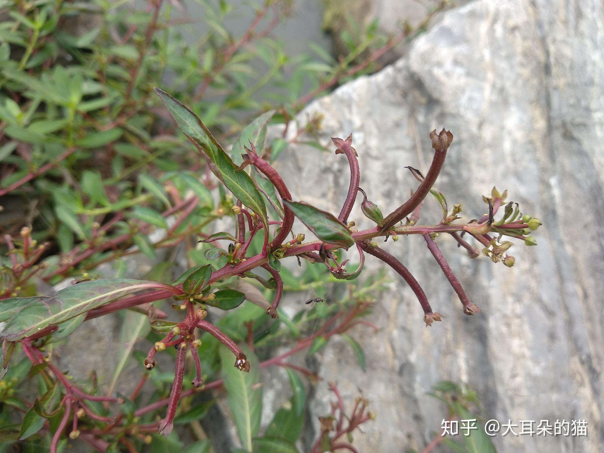 假柳叶菜图片图片